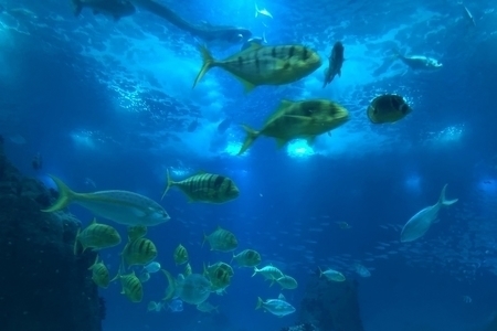 האושנריום בליסבון - Oceanario de Lisboa