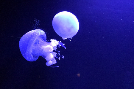 האקוורים של ליסבון - Oceanário de Lisboa