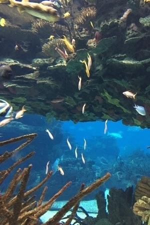 האקווריום של ליסבון - Oceanario de Lisboa