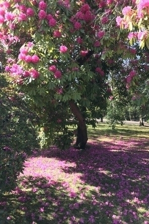 פריחה ולבלוב בגני ארמון הקריסטל