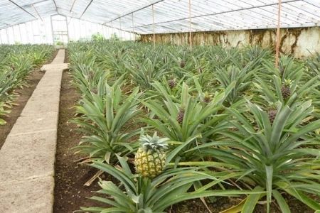 אננס בסאו מיגל - Pineapple in Sao Miguel