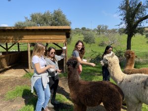 מאמא אדמה פורטוגל