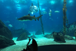 aquarium Lisbon אקווריום בליסבון